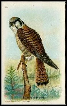 3 Sparrow Hawk